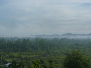 srilanka, rice, paddyfield, cinnamon