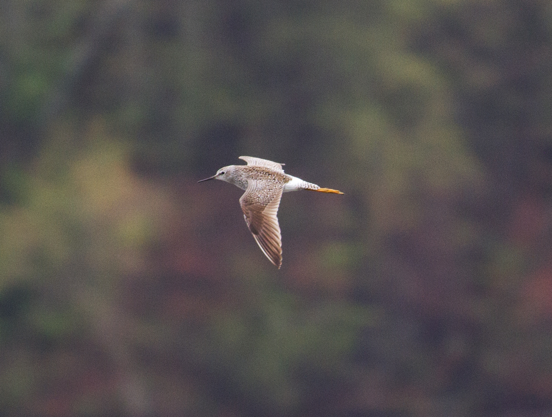 Pioneer Birding MA grand fallout of migrating waterbirds at Turner's Falls!