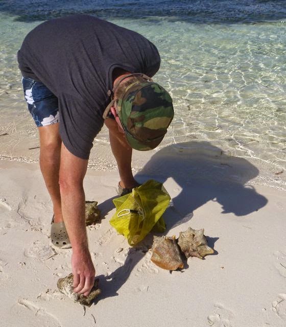 conch harvesting hog cay ragged islands bahamas