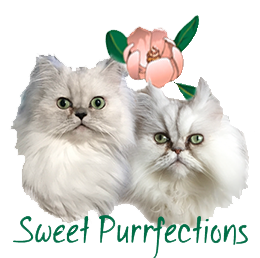 Education, Learning, and Enjoyment of Persian Cats