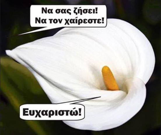 Γελοιογραφίες Χριστουγέννων, Χιούμορ Χριστουγέννων και Πρωτοχρονιάς, Εορταστικό χιούμορ, Γιορτινό γραπτό χιούμορ, funny Christmas, xmas, X-mas, photos