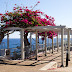 Pink Flowers in Madeira