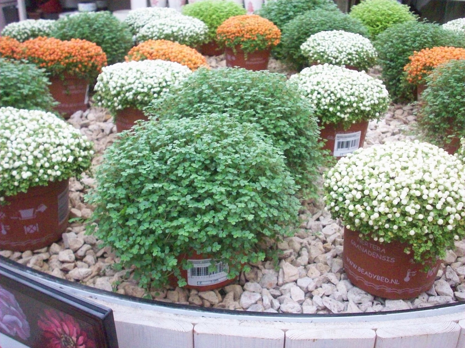 Zventures PENRITH, FRIENDS & NEW FANGLED ENGLISH URINALS!