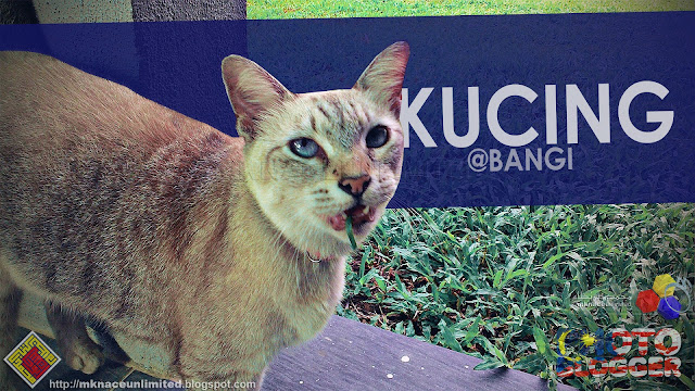 Layan Kucing @ Bangi