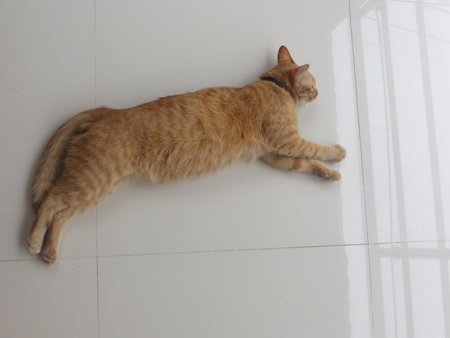 Рыжий кот лежит на полу