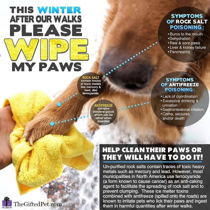 The Gifted Pet ♥ Cold Weather Safety Tips for Dogs