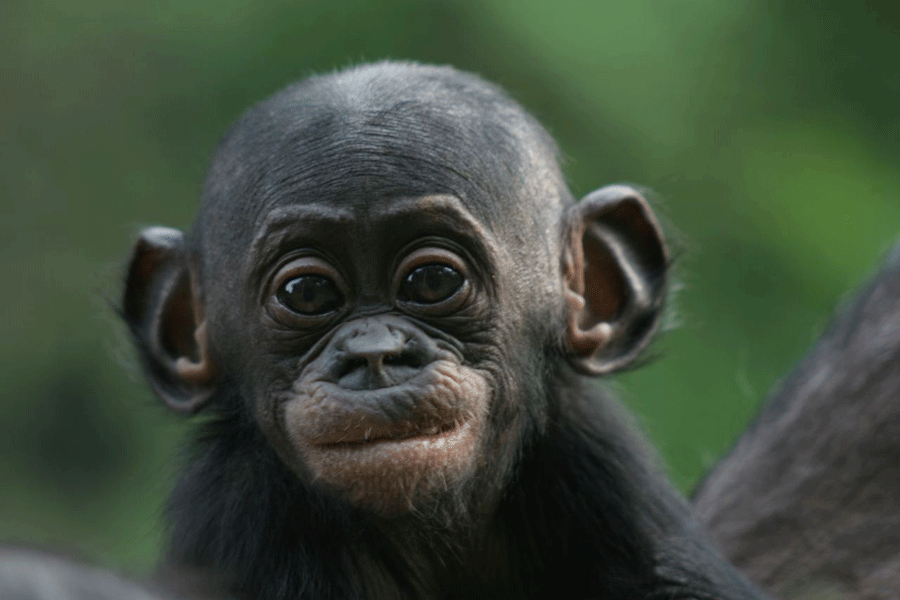[Image: lr-new-best-bonobo-pics_web.gif]