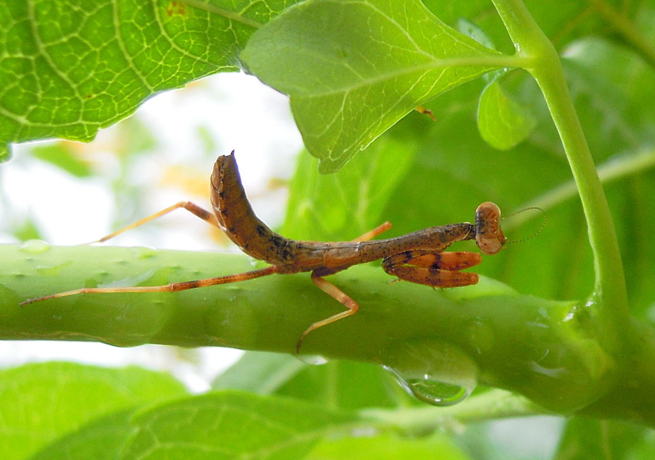 DM_PrayingMantis_brown1.jpg