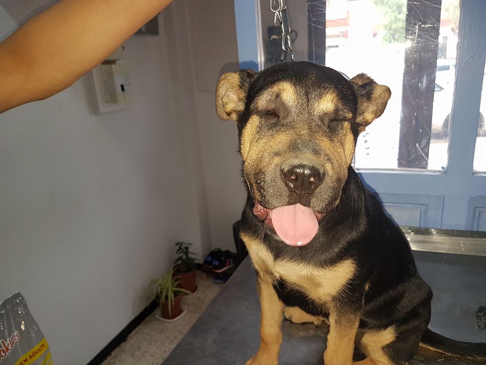 ŒDÈME DE QUINCKE CHEZ LE CHIEN Pet Vet ŒDÈME DE QUINCKE CHEZ LE CHIEN Pet Vet