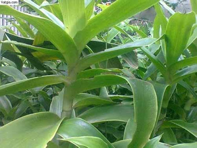Tại sao cây lược vàng có thể chữa viêm họng mủ? Tại sao cây lược vàng có thể chữa viêm họng mủ?