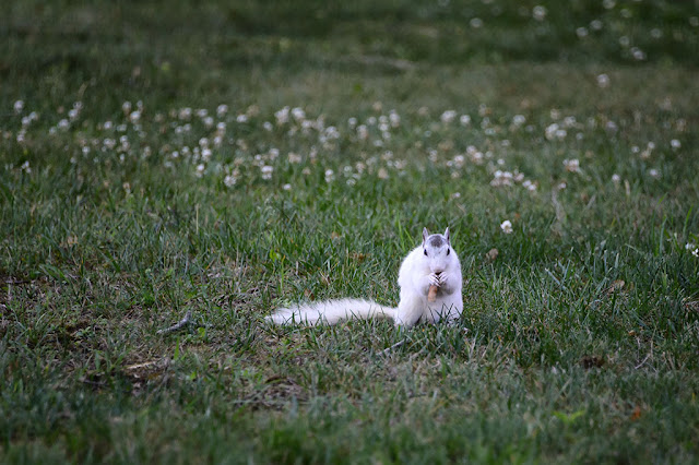 White Squirrel in Brevard, NC