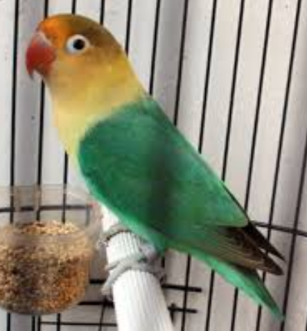 Cakraningrat Lovebird Nama Nama Lovebird Menurut Warna