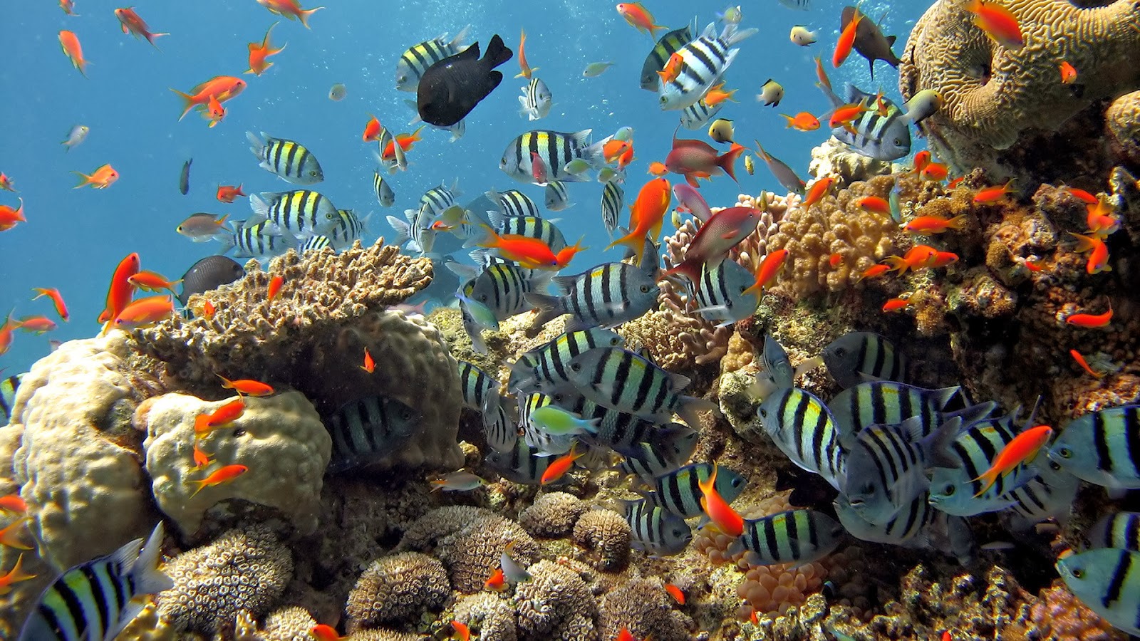 Fishes HD Wallpaper | HD Wallpapers - Blog