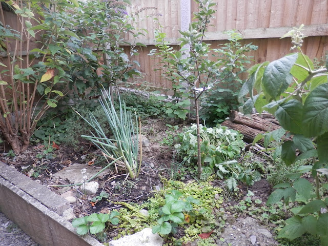Diary of a permaculture (ish) garden, August 2018.  From UK permaculture gardener secondhandsusie.blogspot.com #suburbanpermaculture #gardenblogger #suburbangarden