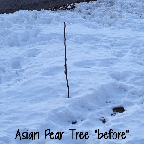 Asian Pear tree before