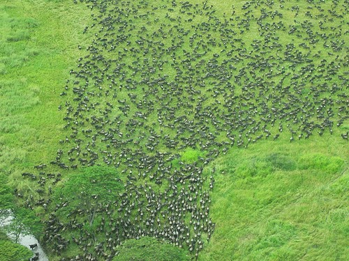gran migracion serengeti