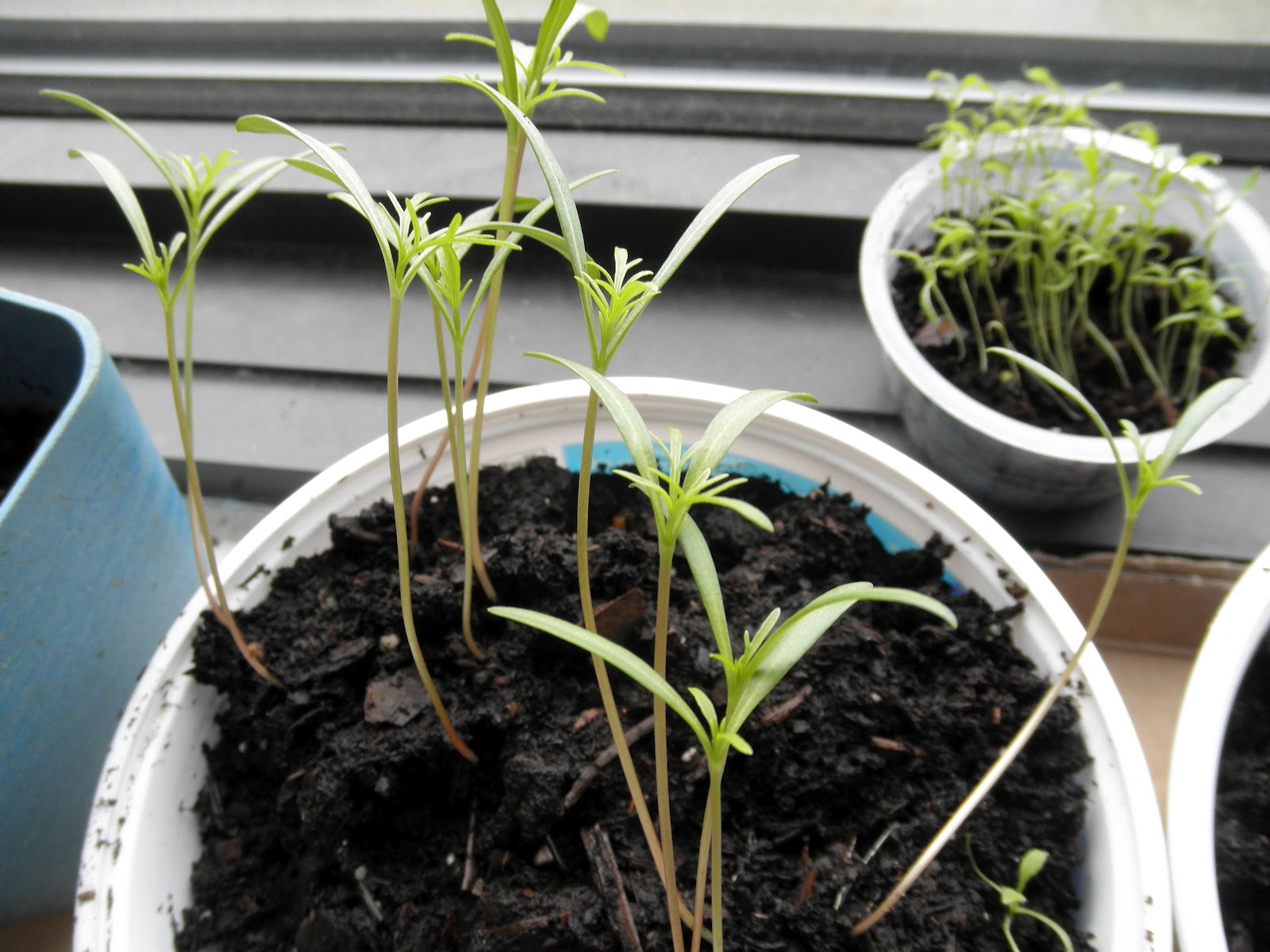 Victoria's Gardens What's Growing 3/25/12