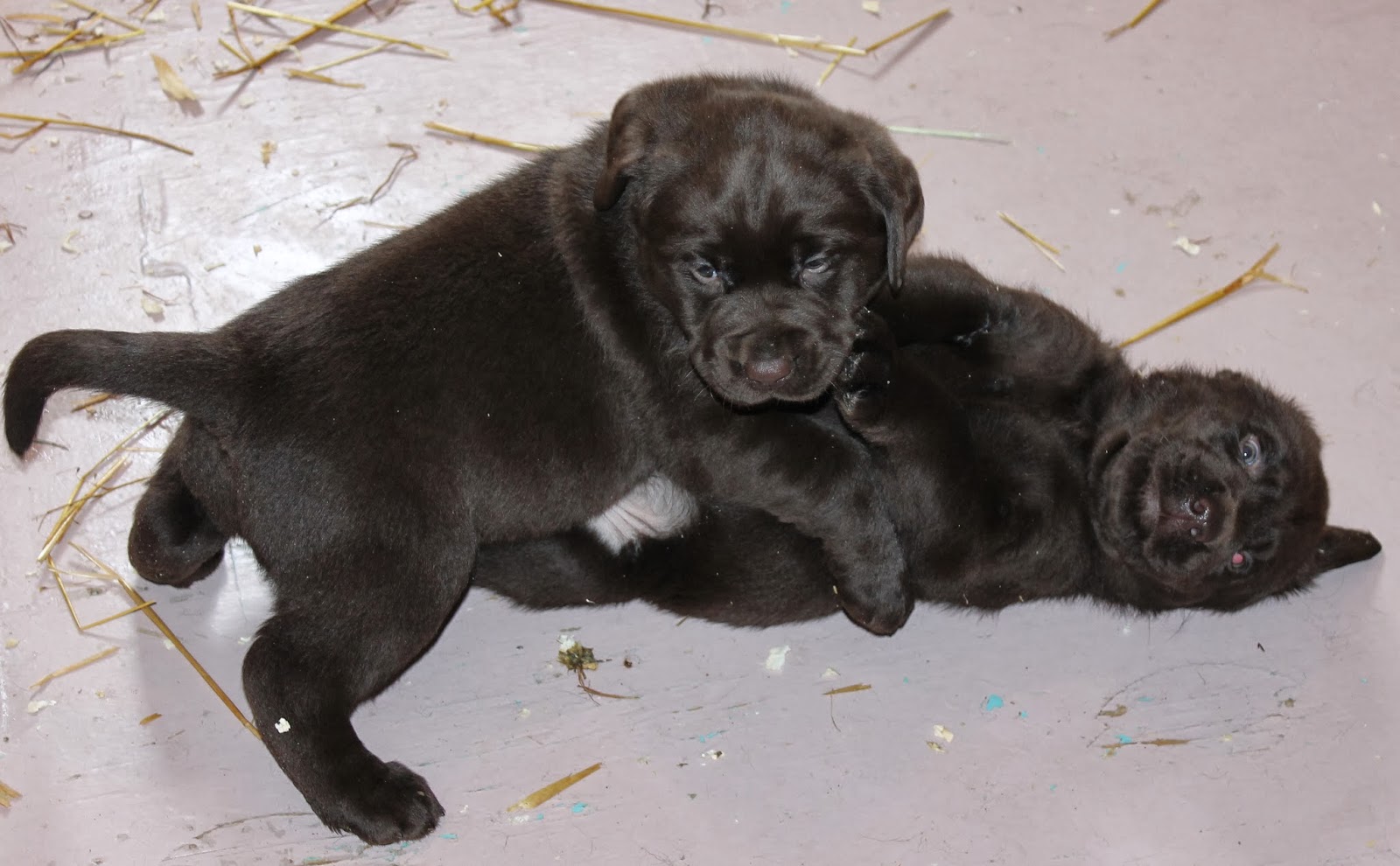 BUCK MOUNTAIN LABRADORS JERSEY'S PUPPIES 5 WEEKS, LOTS OF WRESTLING