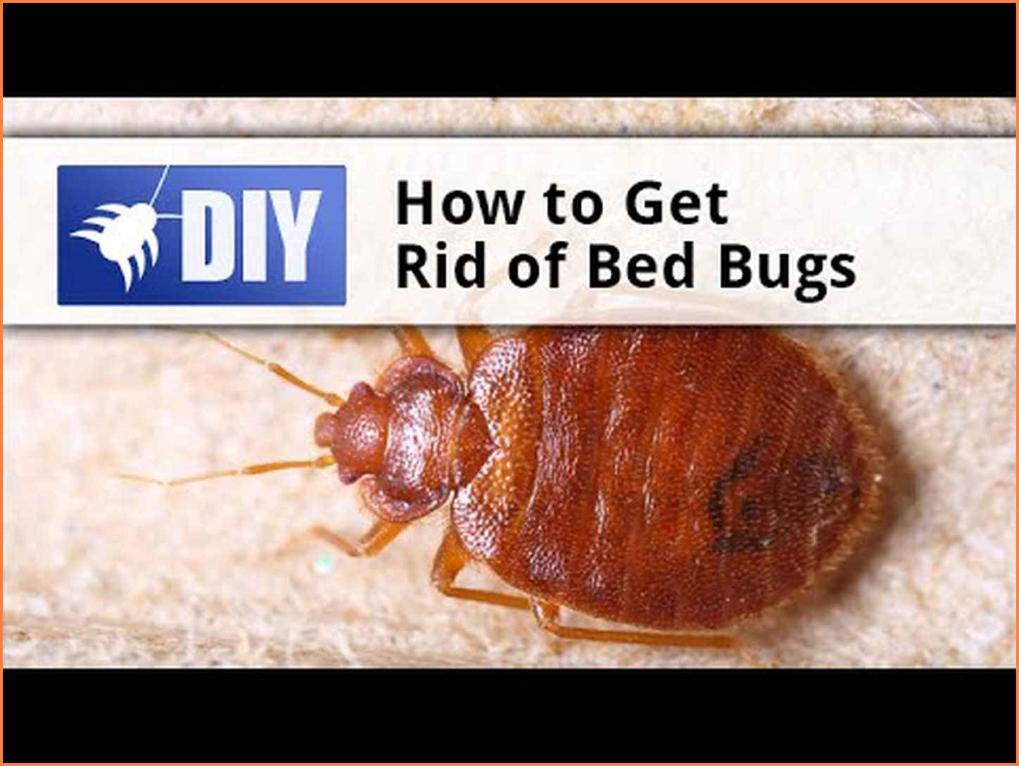 How To Get Rid Of Bed Bugs In A Couch Caraway Seeds Health Benefits