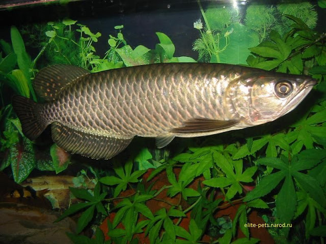 Nama Latin Ikan Arwana Dan Jenis Jenisnya gambar, foto Nama Latin Ikan Arwana Dan Jenis Jenisnya Scleropages jardinii