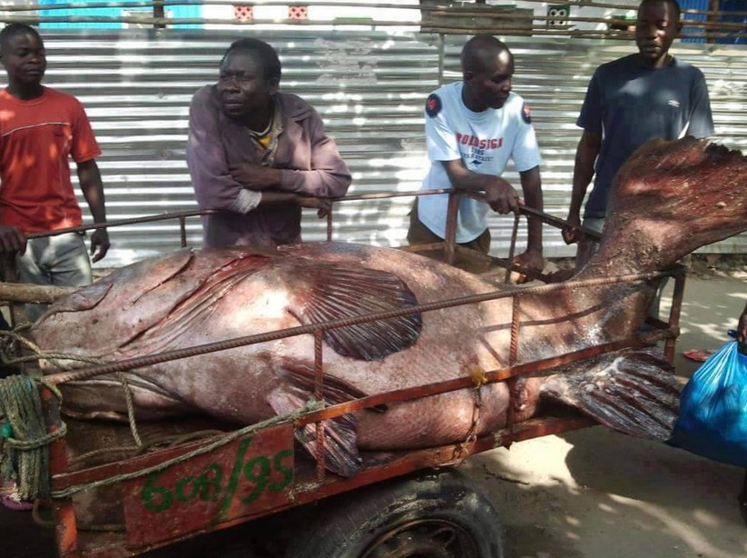Big Fishes of the World: GOLIATH GROUPER page 2