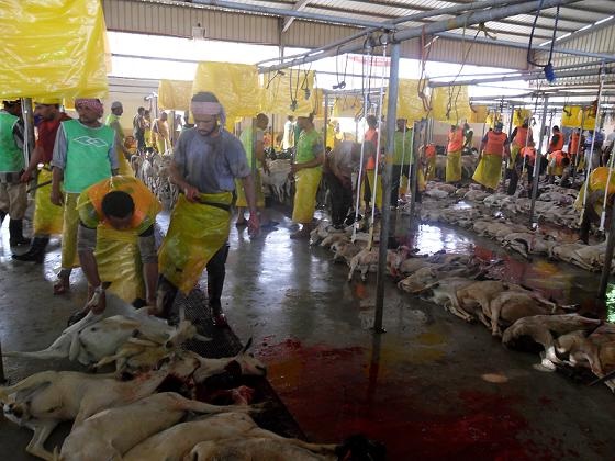 Breaking: Nigeria Pilgrims to Pay N38, 000 for Hadaya