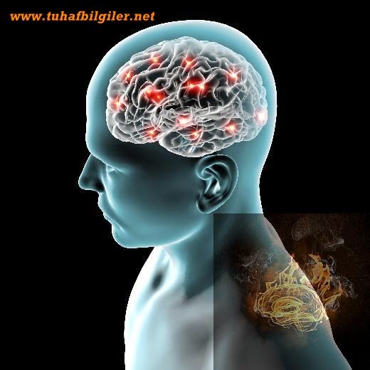 beynimiz beynimiz hakkında ilginç bilgiler