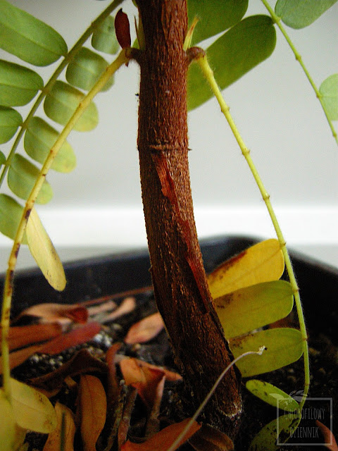 Roczny tamaryndowiec indyjski (Tamarindus indica) z nasiona