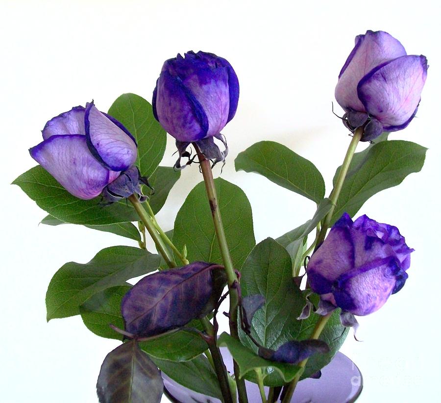 Wallpaper-HD-Blog: Purple Roses