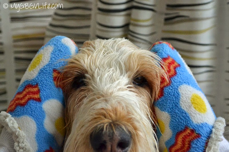 adorable pet photos adorable pet photos