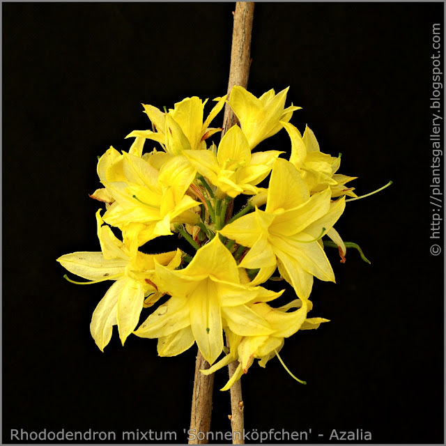 Rhododendron mixtum 'Sonnenköpfchen' - Azalia  'Sonnenköpfchen'