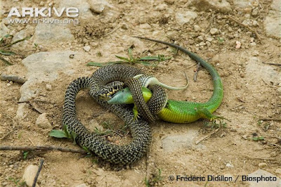 lizard vs snake