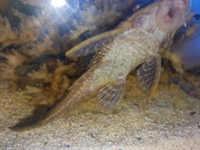 Ikan Hias Akuarium Tanpa Oksigen Ikan Hias Akuarium Tanpa Oksigen