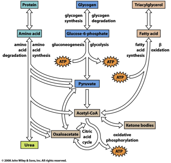 Coenzymes & Metabolism