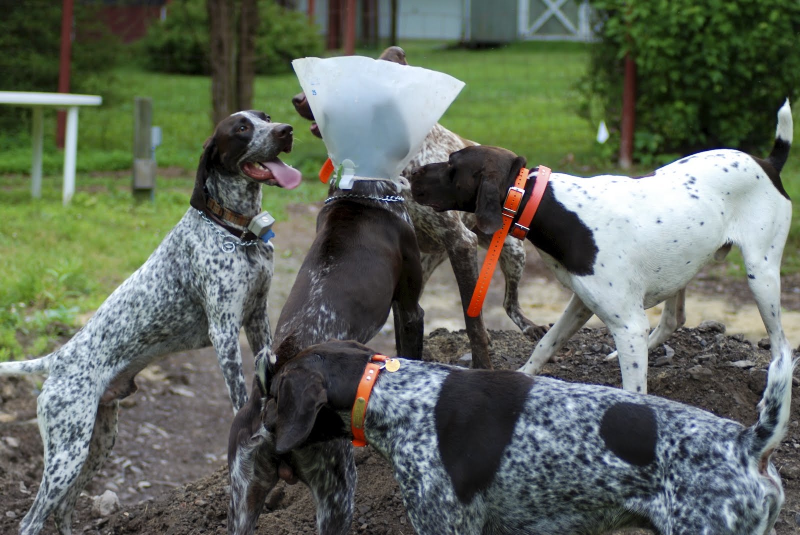 Adventures of a GSP Hunting Dog GSP Dog Party!