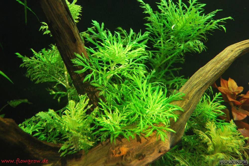 Hygrophila Difformis ( Water Wisteria ) - Tanaman - Tanaman Aquascape Untuk Pemula Yang Mudah Sekali Perawatanya