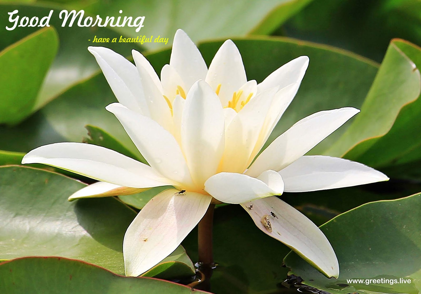 Greetings.Live*Free Daily Greetings Pictures Festival GIF Images: good