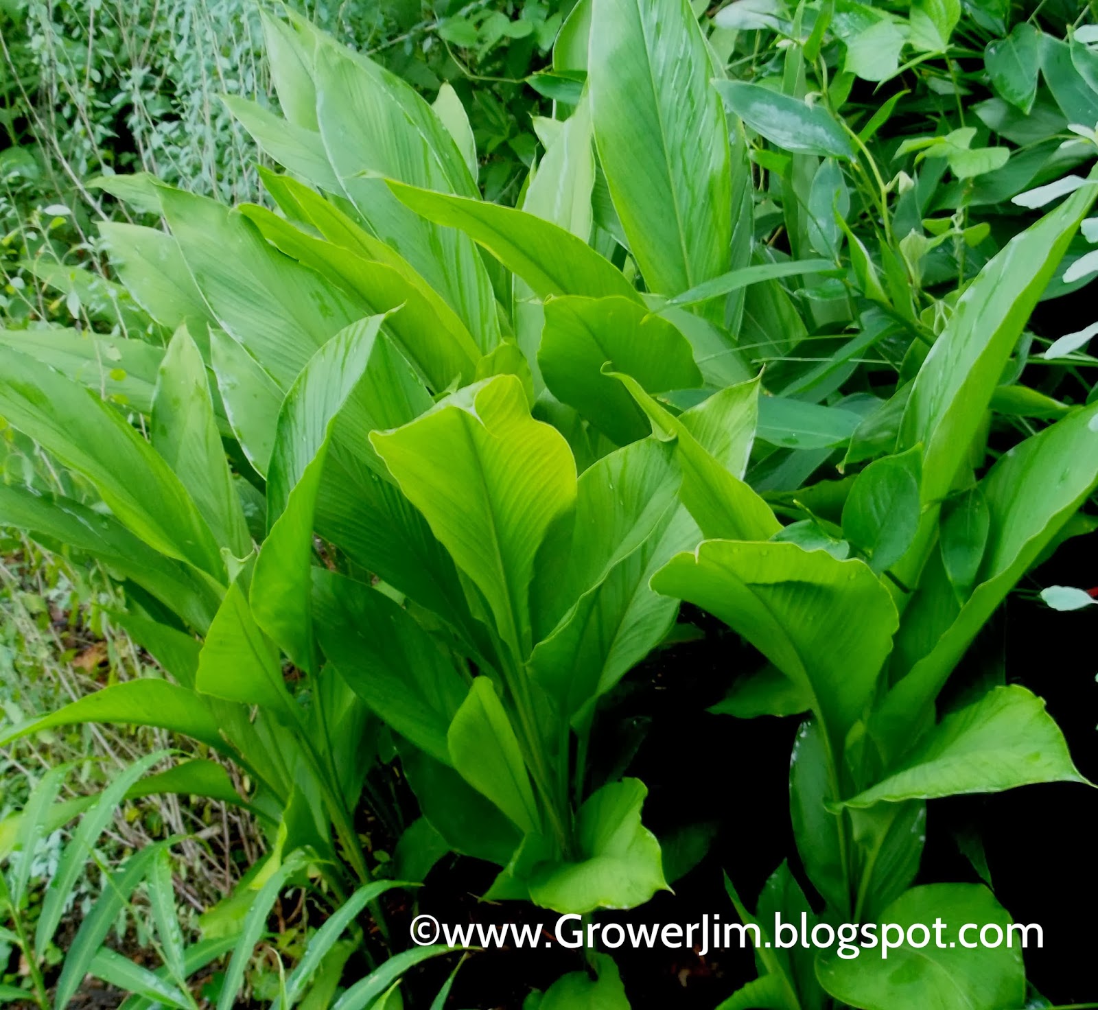 garden adventures golden turmeric curcuma longa garden adventures golden turmeric curcuma longa
