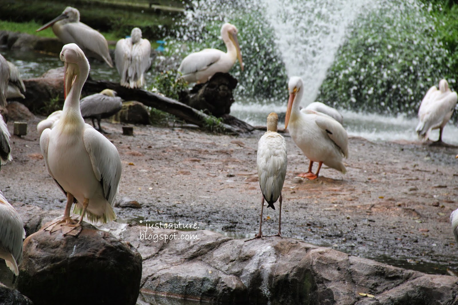 Capture life as I see it Wings of Color at Jurong Bird Park