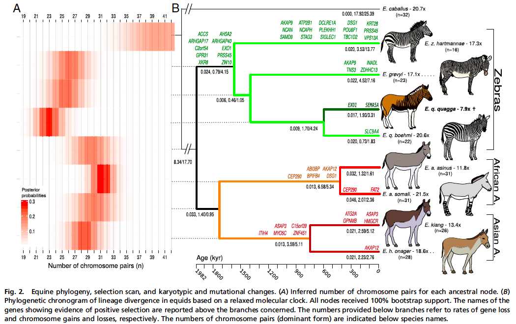 The Dragon's Tales: Horses, Equids Have a Complicated Evolutionary History
