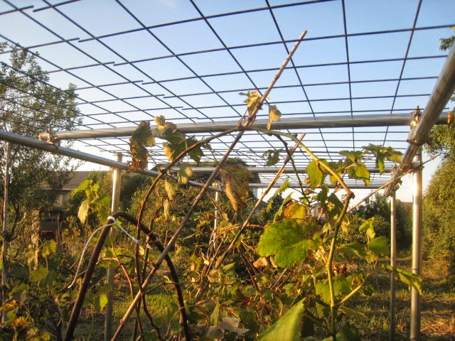 雨の日のパン屋さん ぶどう棚を作る③