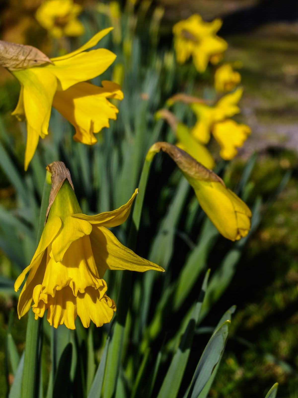 Close up of a daffodil head and a line of daffodils behind.