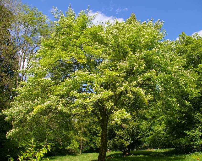 Trees Sorbus Torminalis Wild Service Tree
