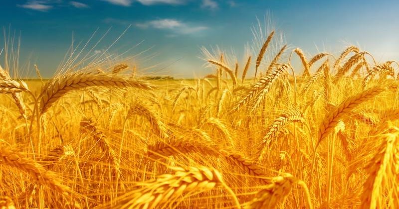 lamisionesseguir: LA ESPIGA Y LA VIDA