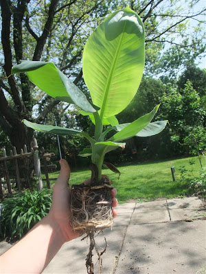 banana tree roots, from amazon, order, spring, sun