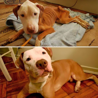 Antes y después perros adoptados de la calle