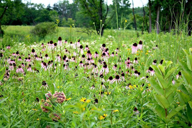 Prairie plants including coneflower and milkweed in the prairie of Schaumburg, Illinois