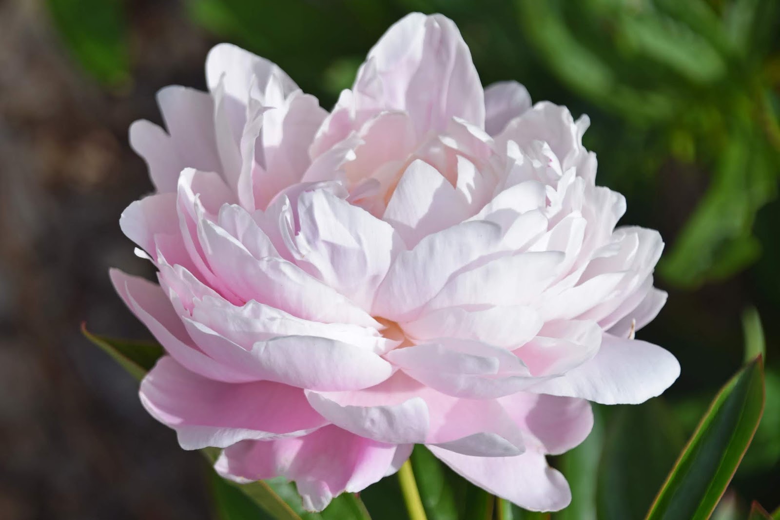 Southern Peony 2020 Peony Blooms Week 6 Late