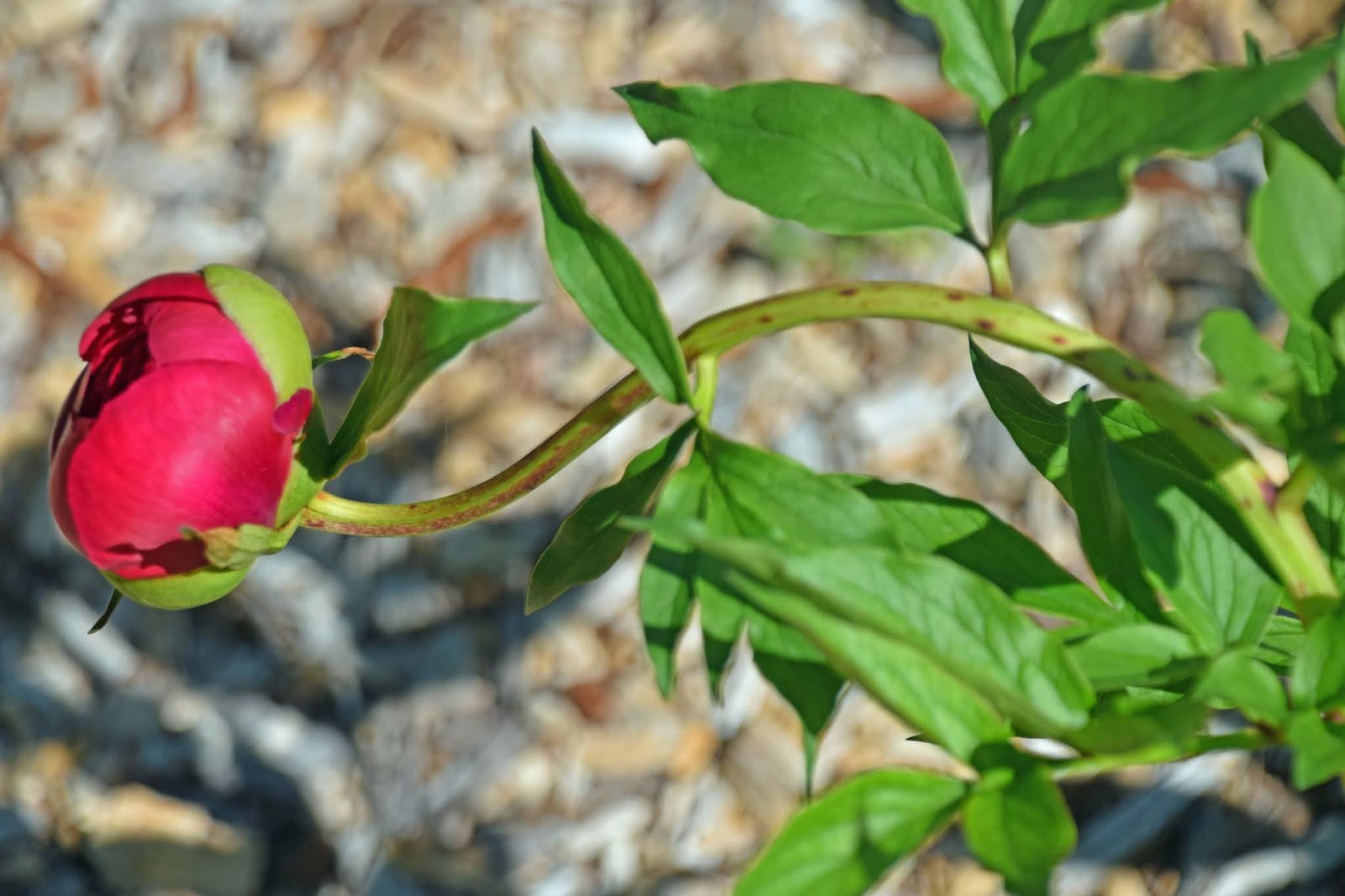 Southern Peony 2019 Peony 'Many Happy Returns' Has a Hard Time with