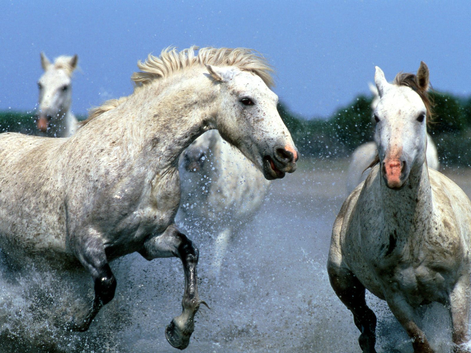 12 Free White Horses Desktop Wallpapers Download